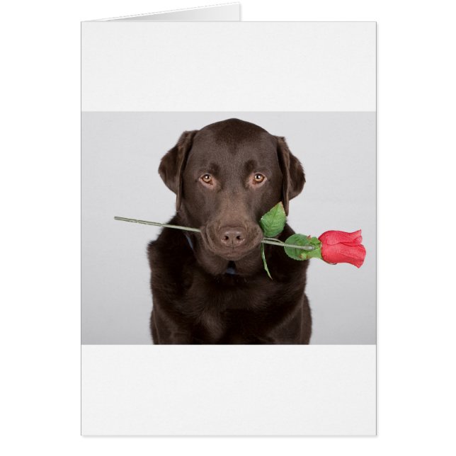 Labrador mit Rose (Vorne)