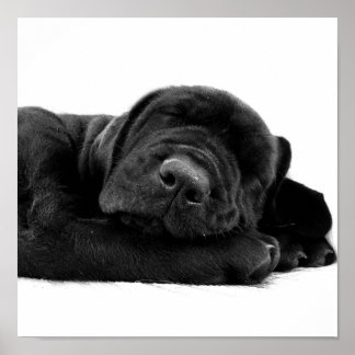Labrador-Plakatdruck Poster