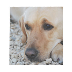 Labrador-Portrait Notizblock