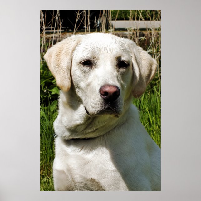 LABRADOR POSTER (Vorne)