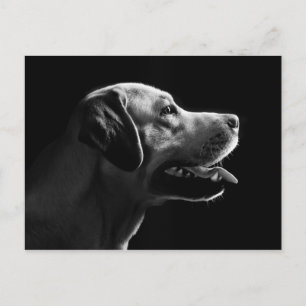 Labrador Postkarte