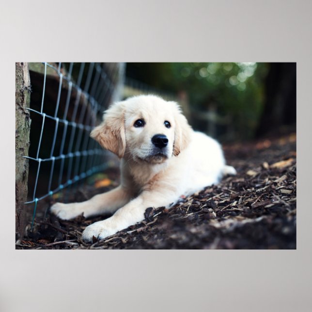 Labrador Puppy im Garten Poster (Vorne)
