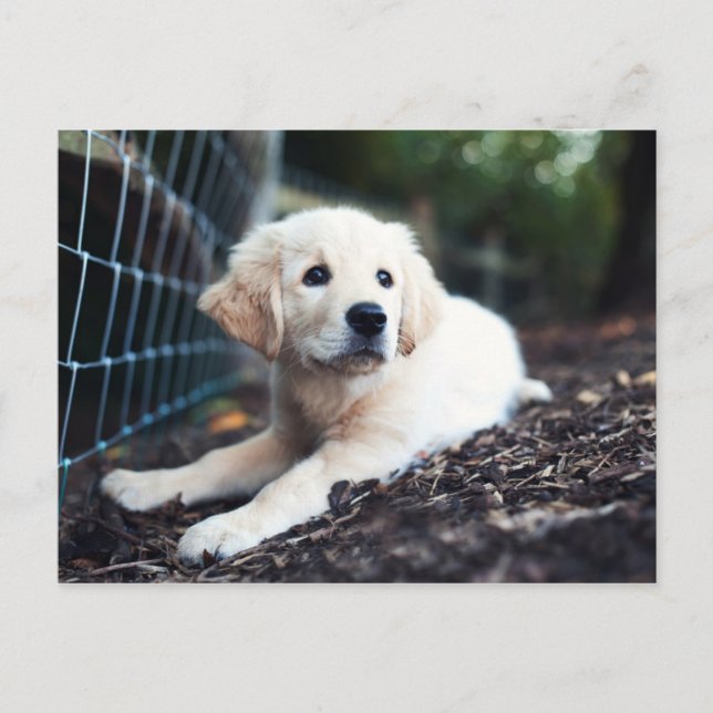 Labrador Puppy im Garten Postkarte (Vorderseite)