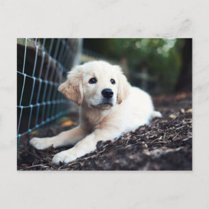 Labrador Puppy im Garten Postkarte