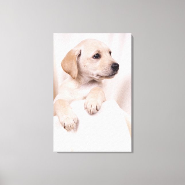 Labrador Puppy Leinwanddruck (Vorderseite)