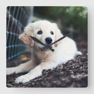 Labrador Puppy Playing In The Garden Quadratische Wanduhr