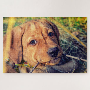 Labrador Puppy Puzzle