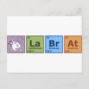 Labrador Rat Postkarte