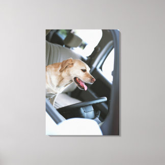 Labrador Retrieever Leinwanddruck
