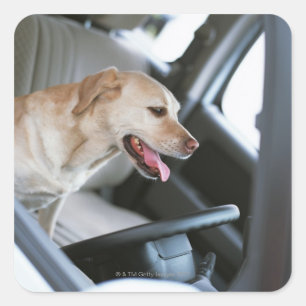 Labrador Retrieever Quadratischer Aufkleber