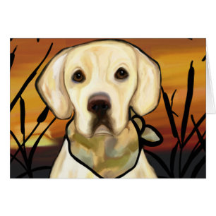 Labrador Retriever