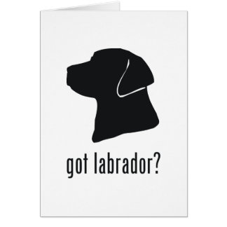 Labrador retriever