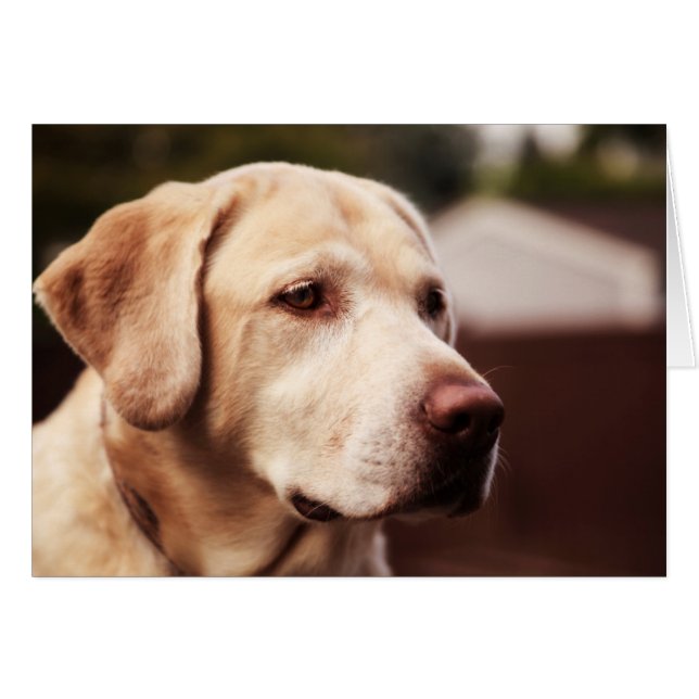 Labrador Retriever (Vorderseite (Horizontal))