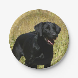 labrador-retriever-25.jpg pappteller