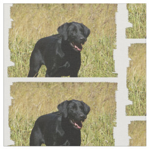 labrador-retriever-25.jpg stoff