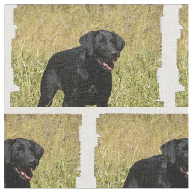 labrador-retriever-25.jpg stoff (Nahaufnahme)
