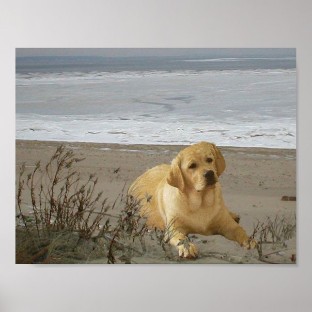 Labrador Retriever am Strand Poster (Vorne)