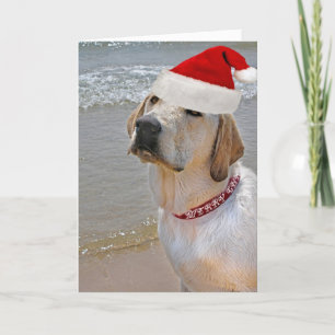 Labrador Retriever am Strand Weihnachten