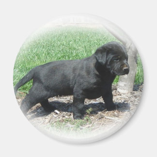 Labrador Retriever Apparell and Items Magnet