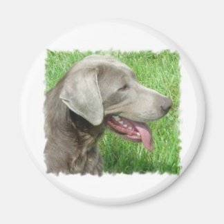 Labrador Retriever Apparell and Items Magnet