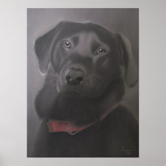 Labrador Retriever Beautiful Poster