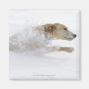 Labrador retriever, das durch tiefen Schnee läuft Magnet