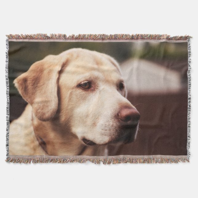 Labrador retriever decke (Vorderseite)