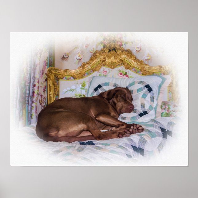 Labrador Retriever Dog, Schlafen Poster (Vorne)