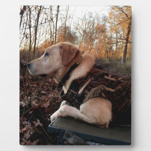 Labrador Retriever Duck Missile auf dem Launch Pad Fotoplatte