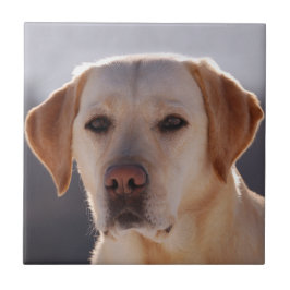 Labrador Retriever Fliese