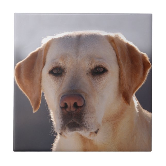 Labrador Retriever Fliese (Vorderseite)