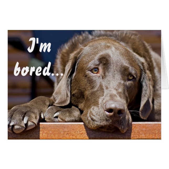 Labrador Retriever Foto Get Well Template (Vorderseite (Horizontal))