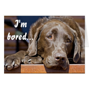Labrador Retriever Foto Vorlage zur Genesung