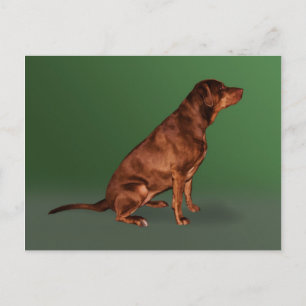 Labrador Retriever Hund Postkarte