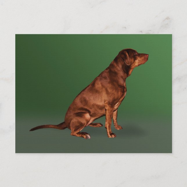Labrador Retriever Hund Postkarte (Vorderseite)