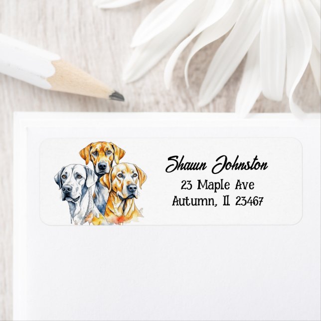 Labrador Retriever Hunde (Insitu)