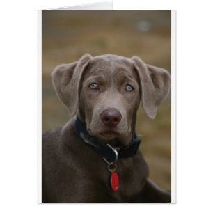 Labrador retriever im seltenen hellen Silber