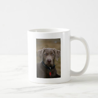 Labrador retriever im seltenen hellen Silber Kaffeetasse