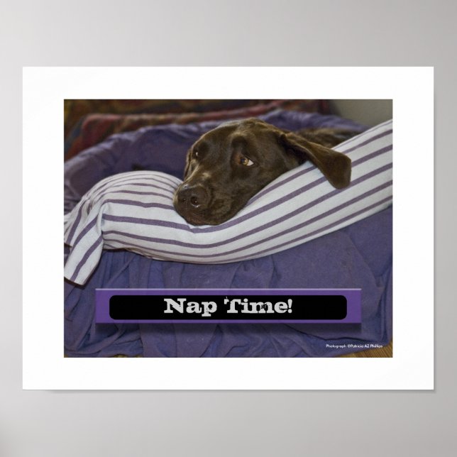 Labrador Retriever in Bed Poster (Vorne)