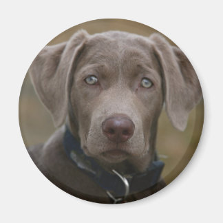 Labrador Retriever in seltenem Lichtsilber Magnet