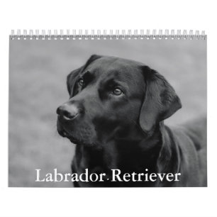 Labrador Retriever Kalender