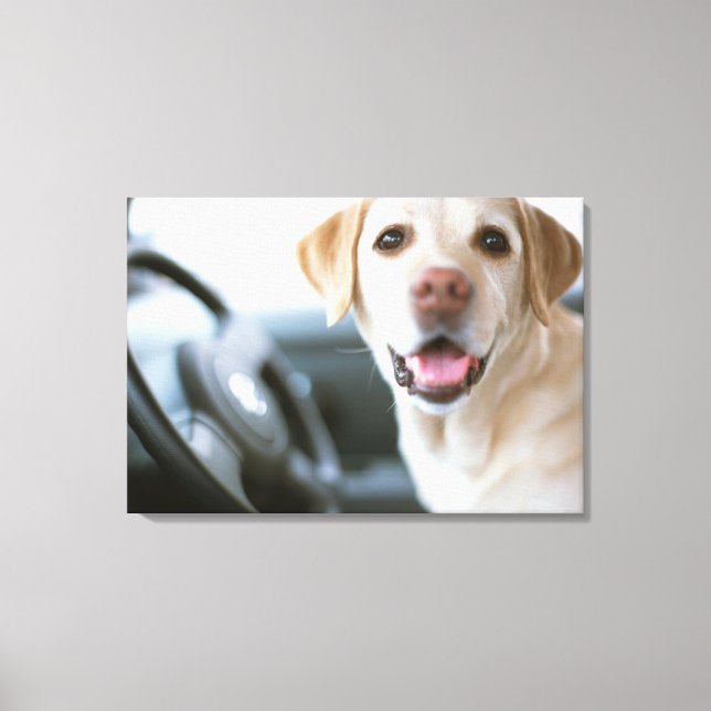 Labrador Retriever Leinwanddruck (Vorderseite)