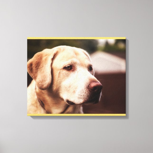 Labrador Retriever Leinwanddruck (Vorderseite)