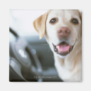 Labrador retriever magnet