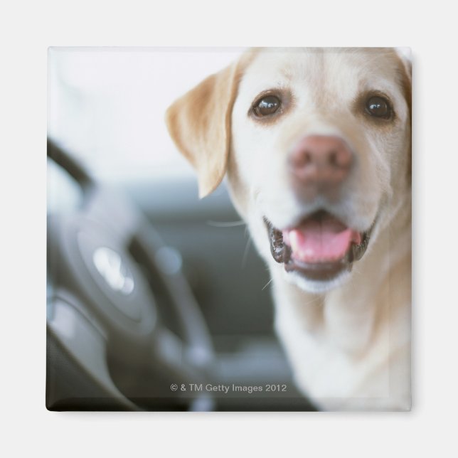 Labrador Retriever Magnet (Vorne)