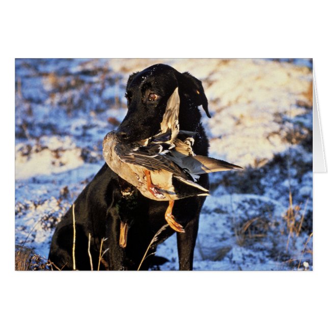 Labrador Retriever mit Drake Mallard (Vorderseite (Horizontal))