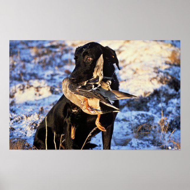 Labrador Retriever mit Drake Mallard Poster (Vorne)