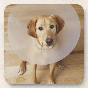 Labrador retriever mit Kegel um seinen Hals Untersetzer