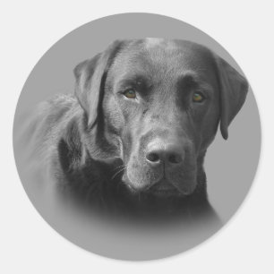 Labrador Retriever Phantastisch Aufkleber