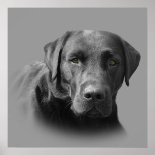 Labrador Retriever Phantastisch Print Poster